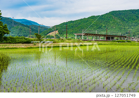 北陸本線余呉駅と水田風景 滋賀県長浜市余呉町 北陸本線余呉駅と水田風景 滋賀県長浜市余呉町 127051749