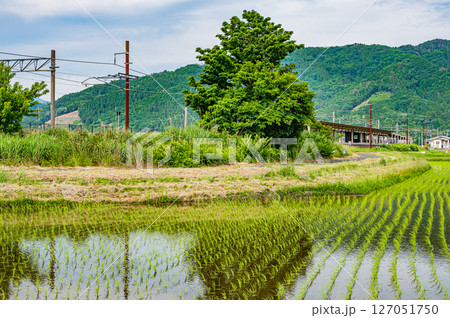 北陸本線余呉駅と水田風景　滋賀県長浜市余呉町 127051750