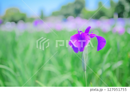 花菖蒲の咲く初夏の風景 127051755