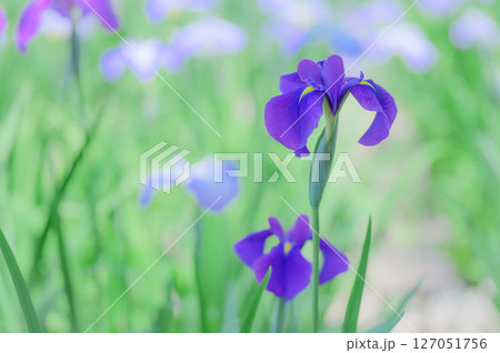 花菖蒲の咲く初夏の風景 127051756