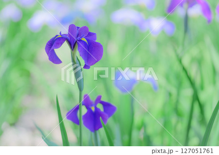 花菖蒲の咲く初夏の風景 127051761