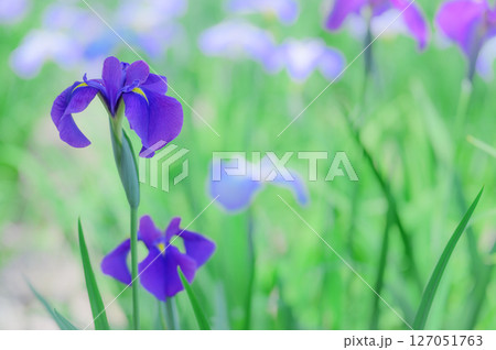 花菖蒲の咲く初夏の風景 127051763