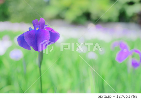 花菖蒲の咲く初夏の風景 127051768