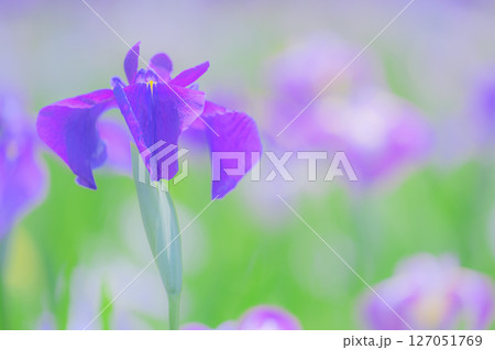 花菖蒲の咲く初夏の風景 127051769