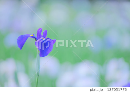 花菖蒲の咲く初夏の風景 127051776