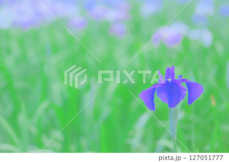 花菖蒲の咲く初夏の風景 127051777