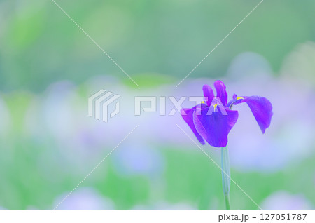 花菖蒲の咲く初夏の風景 127051787