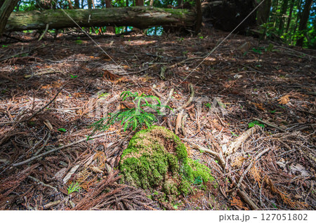 湖北地方の山林風景　地面から生えてきた杉の新芽　滋賀県長浜市 127051802