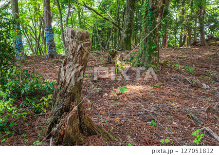 湖北地方の山林風景 滋賀県長浜市 湖北地方の山林風景 滋賀県長浜市 127051812