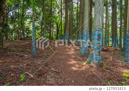 湖北地方の針葉樹林　賤ヶ岳ハイキングコース　滋賀県長浜市 127051813