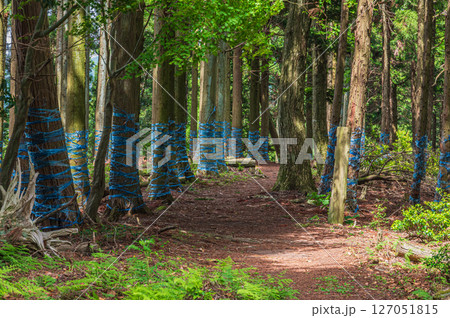 湖北地方の針葉樹林 賤ヶ岳ハイキングコース 滋賀県長浜市 湖北地方の針葉樹林 賤ヶ岳ハイキングコース 滋賀県長浜市 127051815