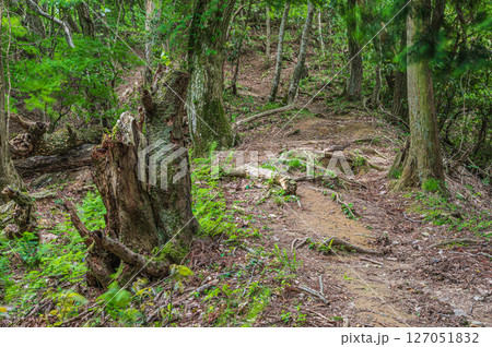 湖北地方の山林風景　賤ヶ岳ハイキングコース　滋賀県長浜市 127051832