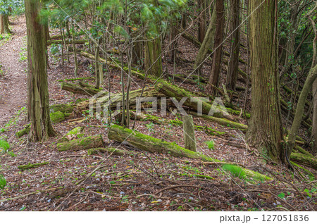 湖北地方の山林　倒木のある風景　滋賀県長浜市 127051836