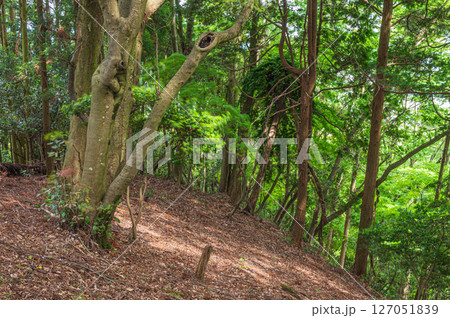 湖北地方の山林風景　滋賀県長浜市 127051839