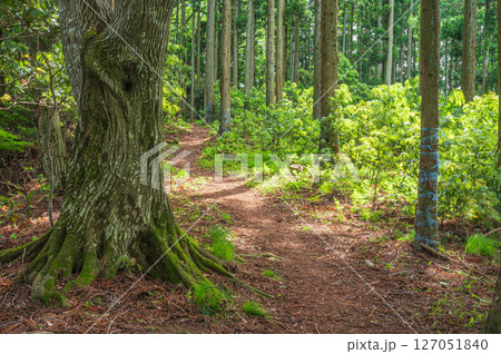湖北地方の山林風景　賤ヶ岳ハイキングコース　滋賀県長浜市 127051840