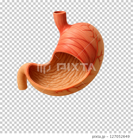 胃的橫切面模型|學習消化系統的醫學教材 胃的橫切面模型|學習消化系統的醫學教材 127052649