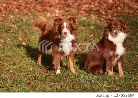 Two brown and white dogs are sitting on the grass 127052684