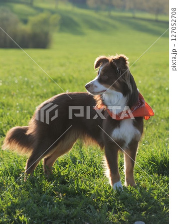 Brown and white dog wearing a red bandana stands in a grassy field 127052708