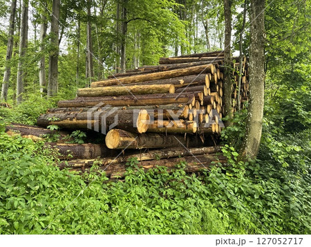Pile of logs in a forest 127052717