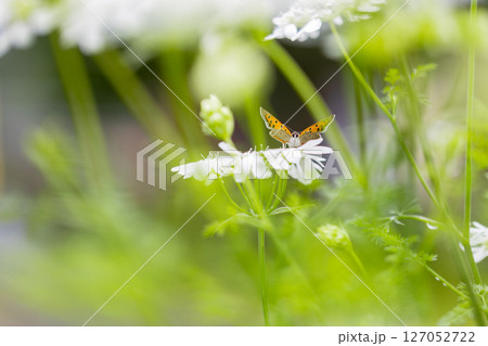 オルレアに寄ってきたベニシジミ　オレンジ色の小さな蝶々 127052722