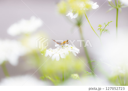 オルレアに寄ってきたベニシジミ　オレンジ色の小さな蝶々 127052723