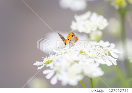 オルレアに寄ってきたベニシジミ オレンジ色の小さな蝶々 オルレアに寄ってきたベニシジミ オレンジ色の小さな蝶々 127052725