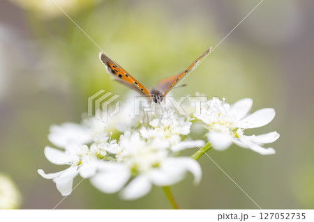 オルレアに寄ってきたベニシジミ　オレンジ色の小さな蝶々 127052735