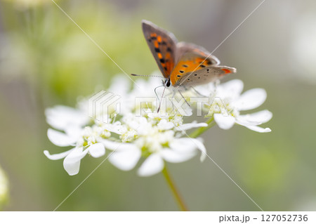 オルレアに寄ってきたベニシジミ　オレンジ色の小さな蝶々 127052736