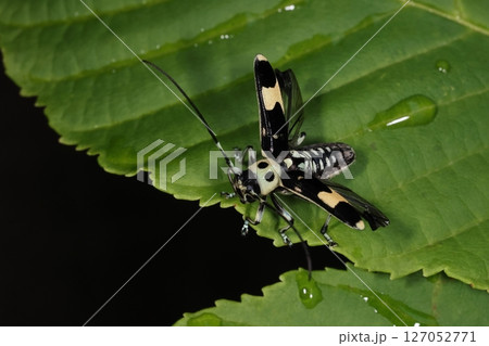 生き物 昆虫 ラミーカミキリ、翅の下にも粋な柄。ある種のハチのようにも見えます 生き物 昆虫 ラミーカミキリ、翅の下にも粋な柄。ある種のハチのようにも見えます 127052771
