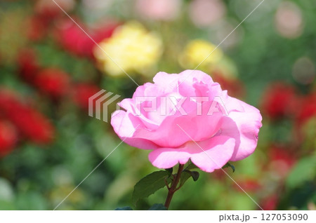 薔薇園にピンク色の薔薇の花が咲いています 127053090