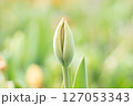 春の訪れを感じさせる蕾のチューリップ 127053343