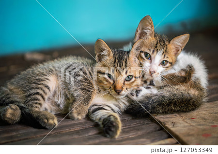 Two Kittens Cuddling on Wooden Floor 127053349
