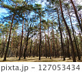 Tall pine trees in the forest penetrated by rays of sunlight 127053434
