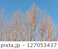 Trees without leaves in autumn forest against blue sky 127053437