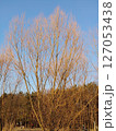 Trees without leaves in autumn forest against blue sky 127053438