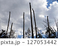 Broken trunks of tall trees reach into the sky after a plane crash 127053442