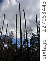 Broken trunks of tall trees reach into the sky after a plane crash 127053443