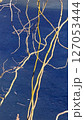 Willow Tree or Willow Matsudana Tortuosa branches with bizarre shapes 127053444