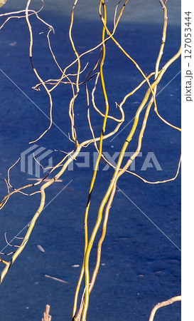 Willow Tree or Willow Matsudana Tortuosa branches with bizarre shapes 127053444