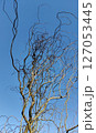 Willow Tree or Willow Matsudana Tortuosa branches with bizarre shapes 127053445