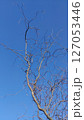 Willow Tree or Willow Matsudana Tortuosa branches with bizarre shapes 127053446