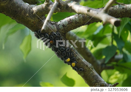 枝につくアカホシテントウと思われるさなぎ 枝につくアカホシテントウと思われるさなぎ 127053606