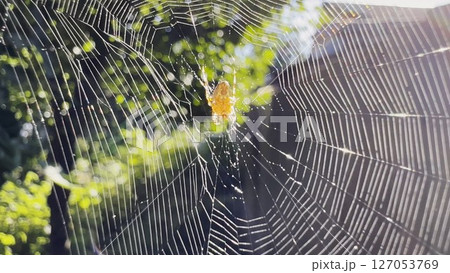 Spiderweb swaying in wind at garden with sunlight at background. Spider builds a cobweb outdoor. Beautiful nature scene on summer day. Concept of wildlife. Slow motion 127053769