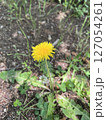 道端に咲くタンポポ 127054261