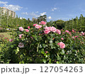 公園のバラ園 127054263