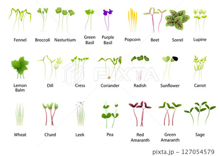 Microgreens of Various Edible Plants Growing Microgreens of Various Edible Plants Growing 127054579