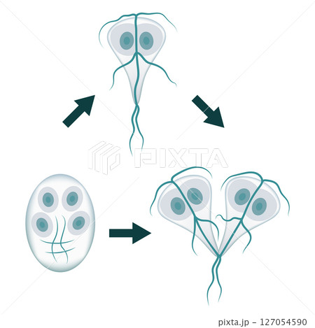 Giardia lamblia life cycle, trophozoite, encystation and excystation stages Giardia lamblia life cycle, trophozoite, encystation and excystation stages 127054590