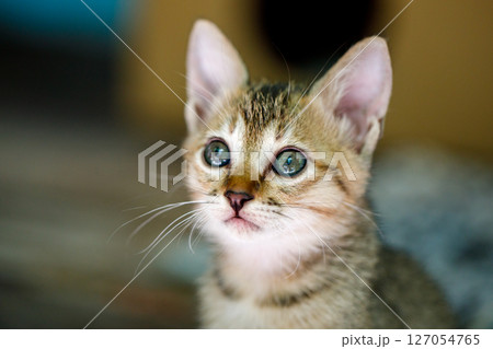 Hopeful kitten gazing with bright eyes 127054765