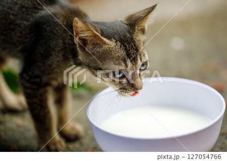 Kitten drinking milk from white bowl outdoors Kitten drinking milk from white bowl outdoors 127054766