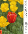 春の花壇に咲く赤いチューリップの花 127054996